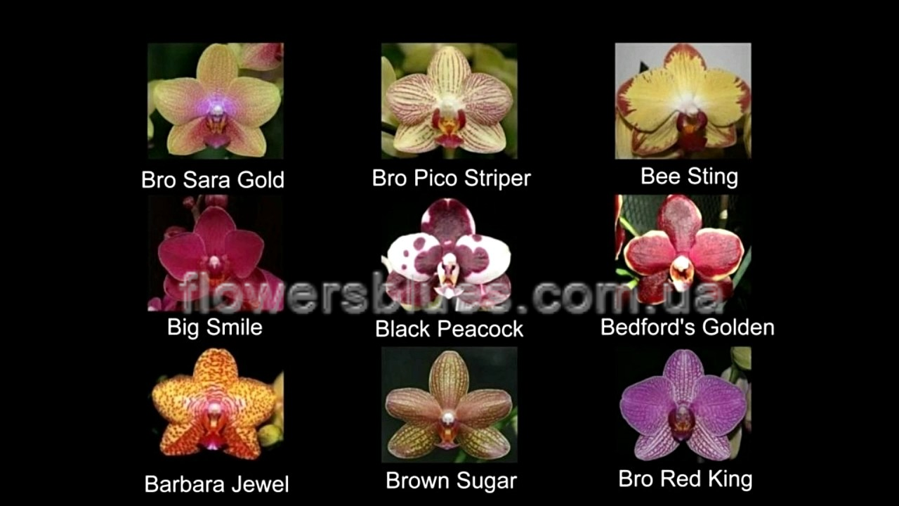 Как отличить орхидею. Названия сортов орхидей фаленопсис. Орхидея фаленопсис мимесис. Определитель сорта орхидей фаленопсис. Орхидеи по сортам фаленопсис.