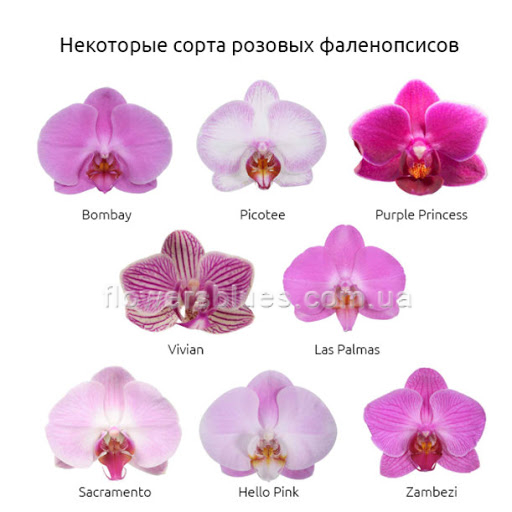 сорт орхідей