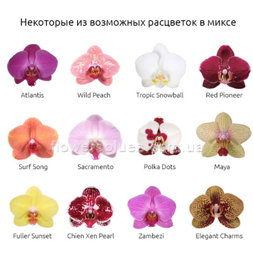 кольори орхідей